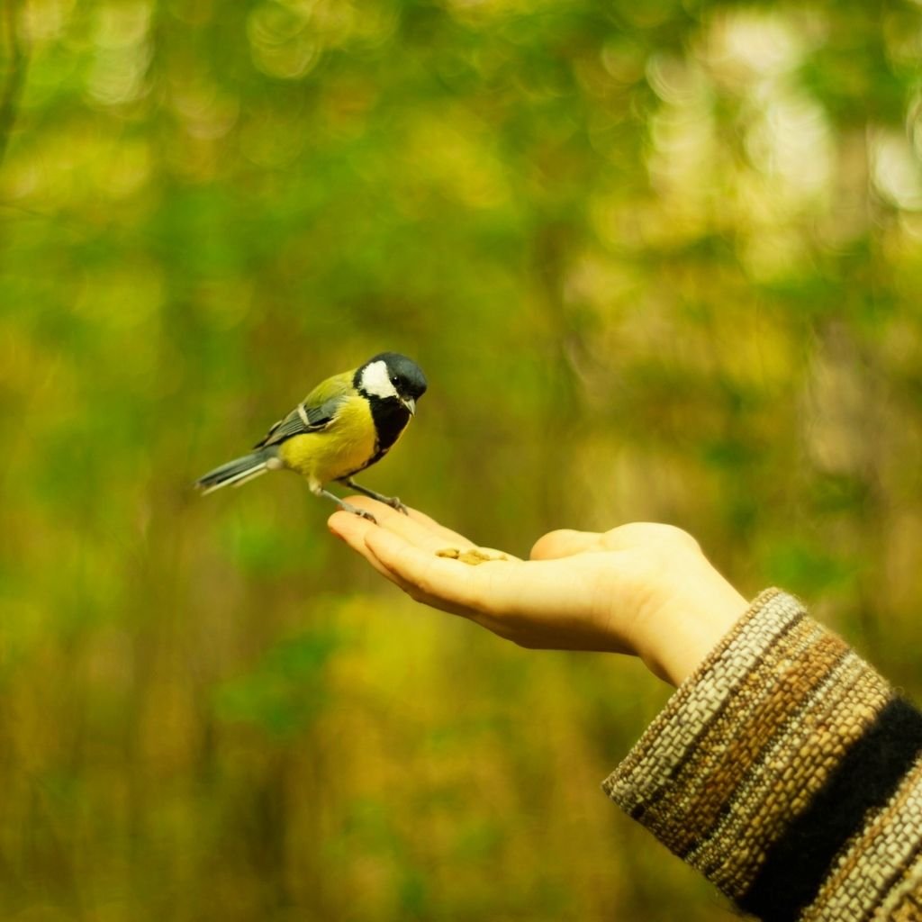 FAQ petit oiseau posé sur une main dans une forêt symbolisant la relation client