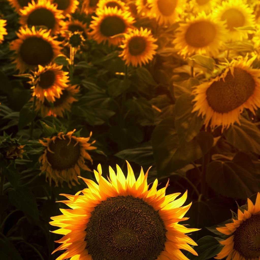 champ de tournesol rayon soleil